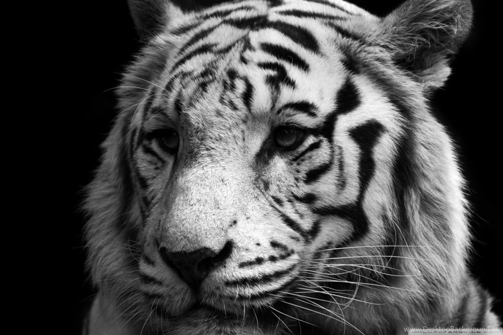 Tiger Black And White HD Desktop Wallpapers : Widescreen : High ...