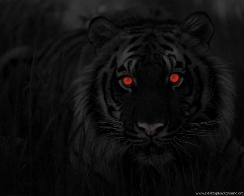 Black Tiger By Gargolmedo On DeviantArt