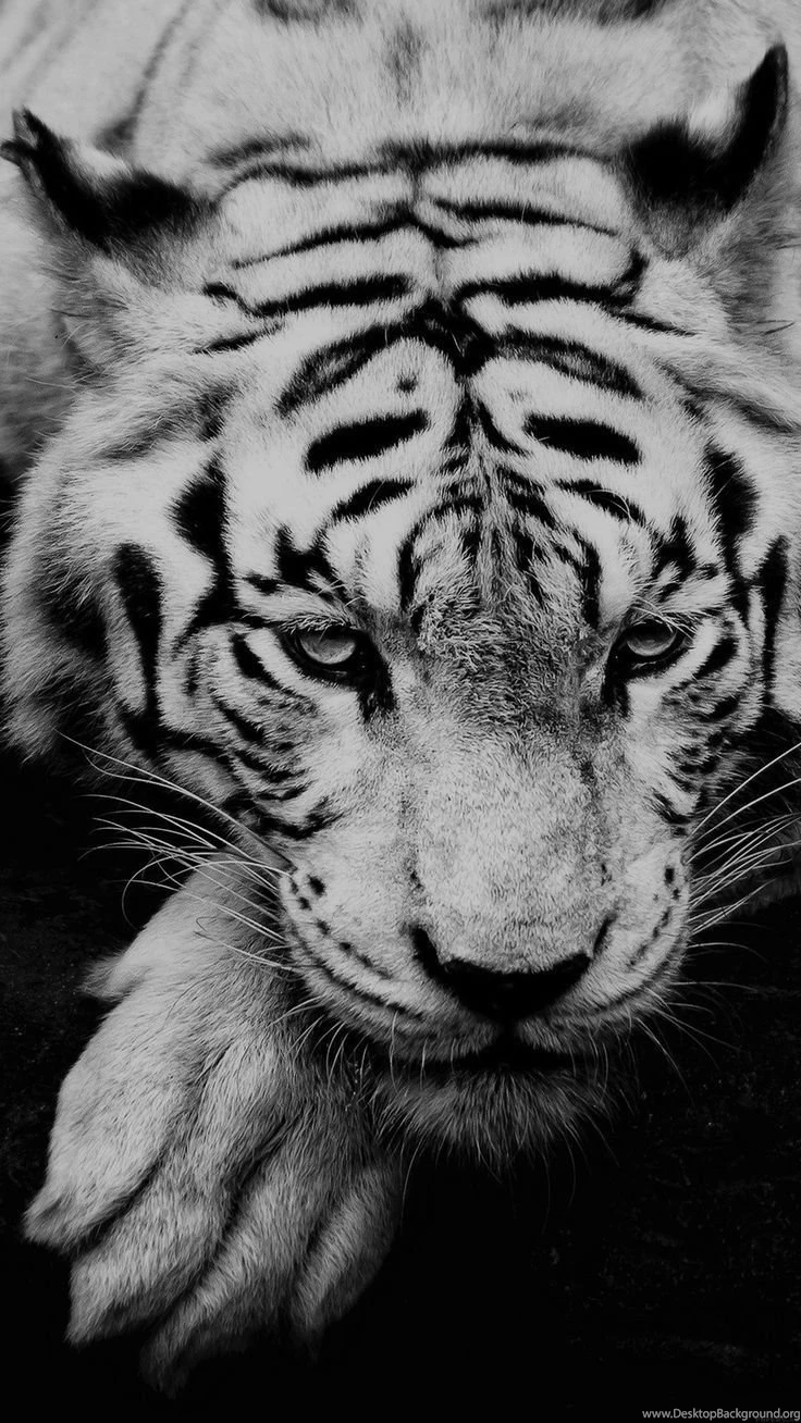 TAP AND GET THE FREE APP! Animals Tiger Nature Black And White HD ...