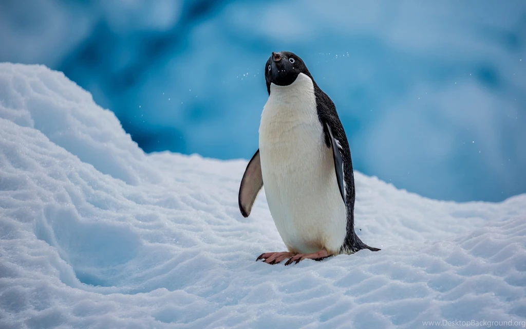 Animals Wallpapers, Pictures And Backgrounds Free Download
