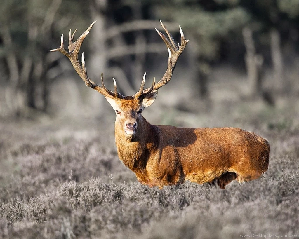 Amazing 3d Animals Wallpapers Free Download