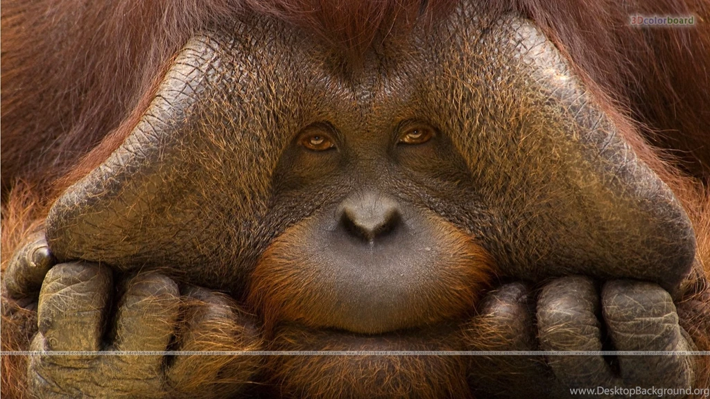 Wallpapers Of Animals, Free Wallpapers Of Animals, HD Animals ...