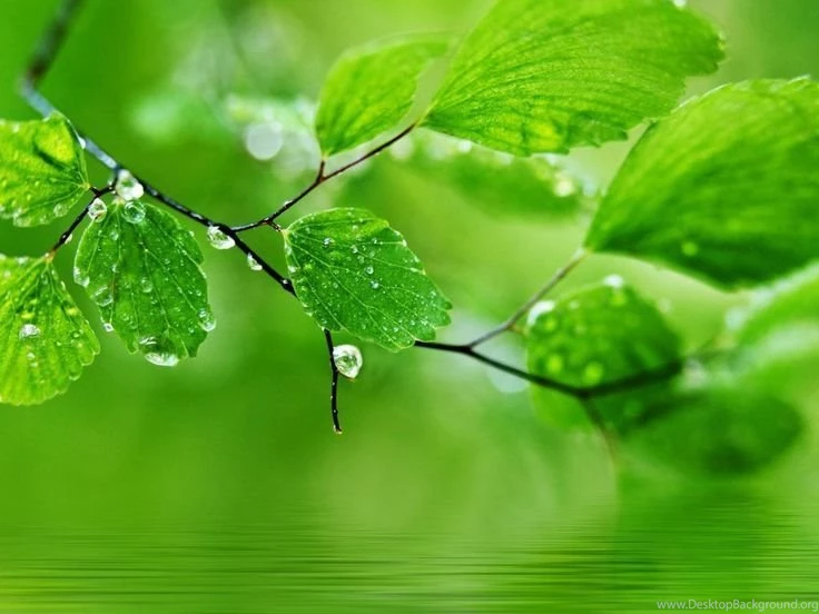 Green Nature HD Wallpapers For PC Computer Free Download