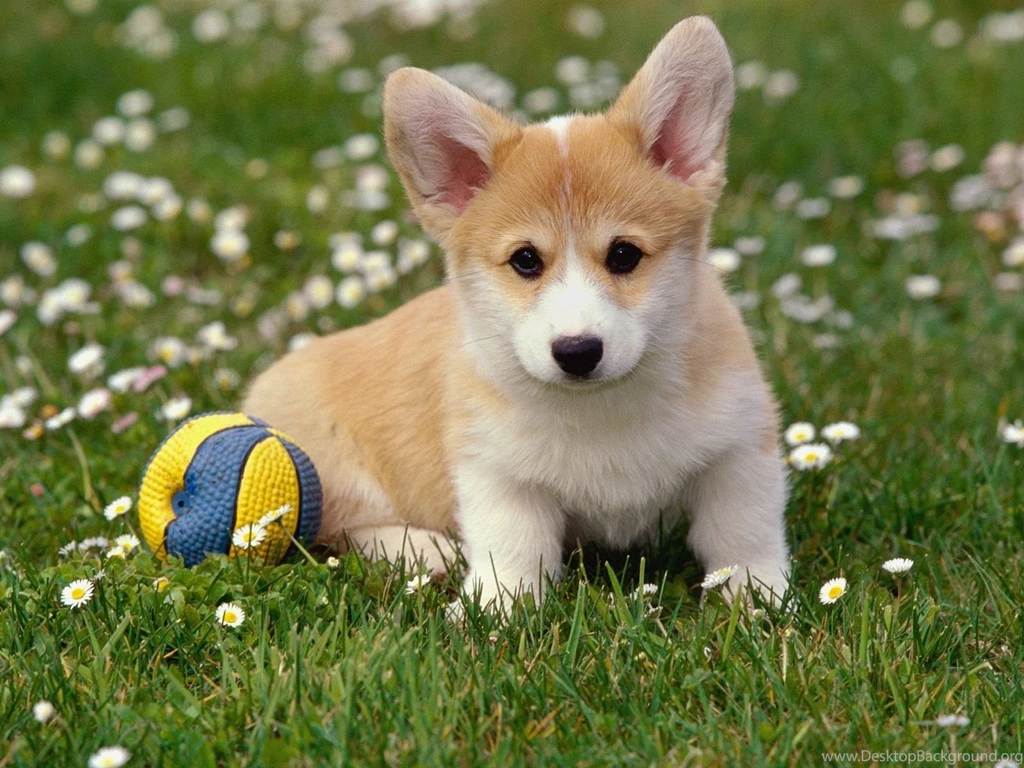 Free Hd Mobile Wallpapers Wallpapers HD Base