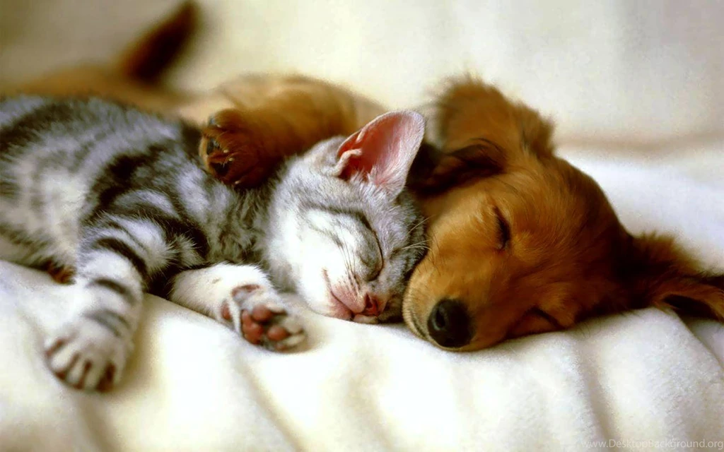 Free Dog Screensaver And Wallpapers Dog And Cat Photos Of Free Dog ...