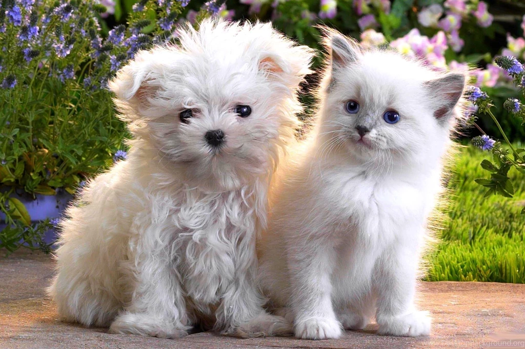 Dogs Fluffy Friends Frinds White Kitten Pets Dog Wallpapers ...