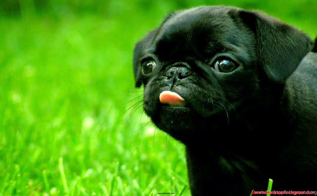 Dogs Full Hd Wallpapers