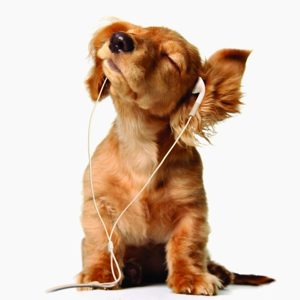 Funny Dog Listen Music Wallpapers