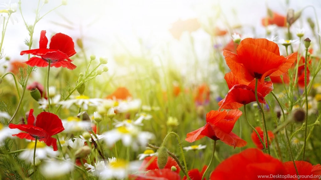 Poppy Flower Desktop Wallpapers HD Wallpaper Backgrounds Of Your ...