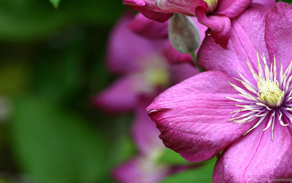 Gallery For Purple Flower Desktop Wallpapers