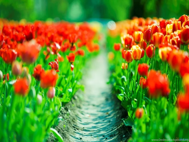 FreePhotoz Daily Wallpapers & Backgrounds Nature > Flowers