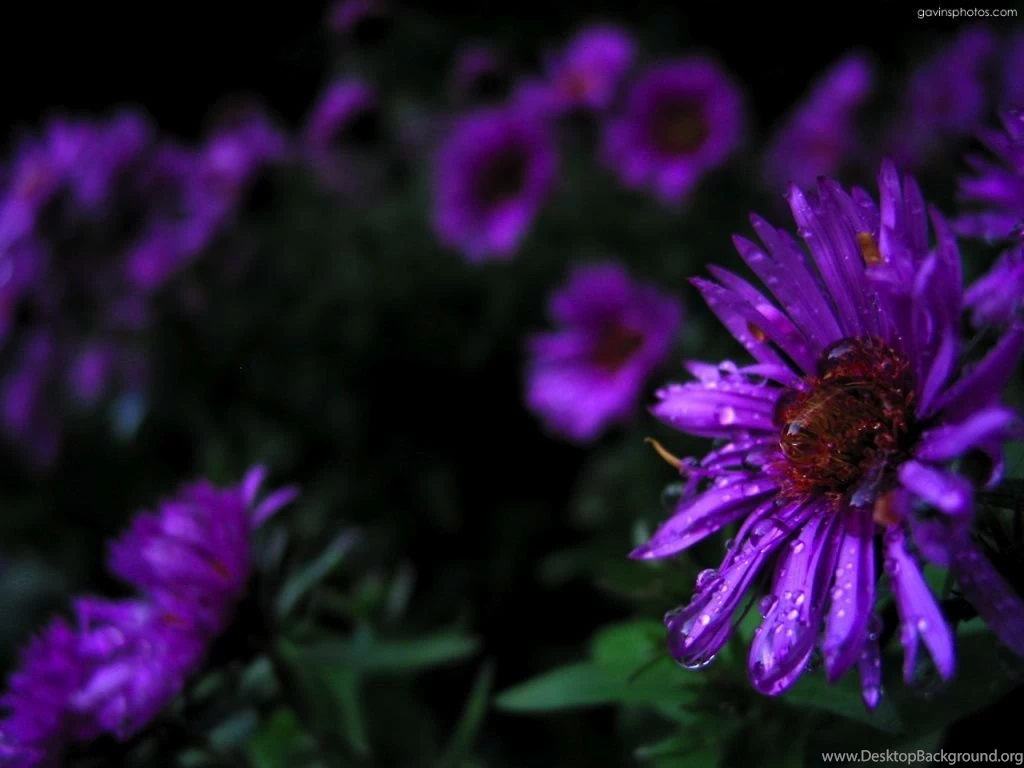 Gallery For Purple Flower Desktop Wallpapers