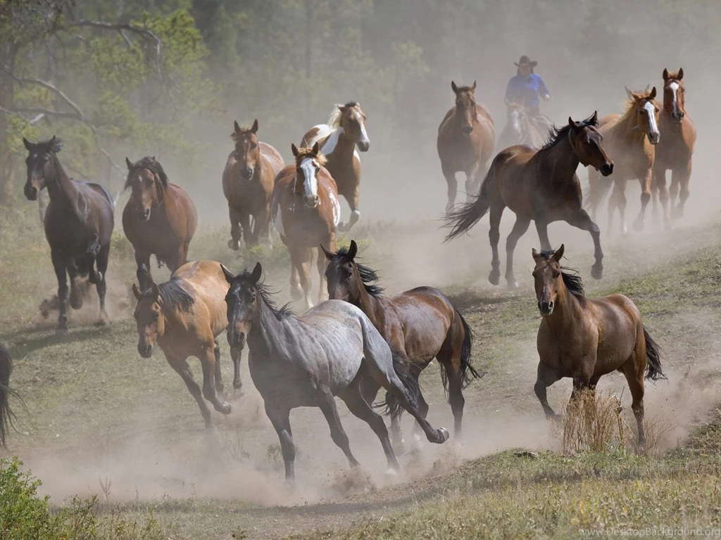 Animals Zoo Park: Brown Running Horses Wallpapers, Brown Horse ...