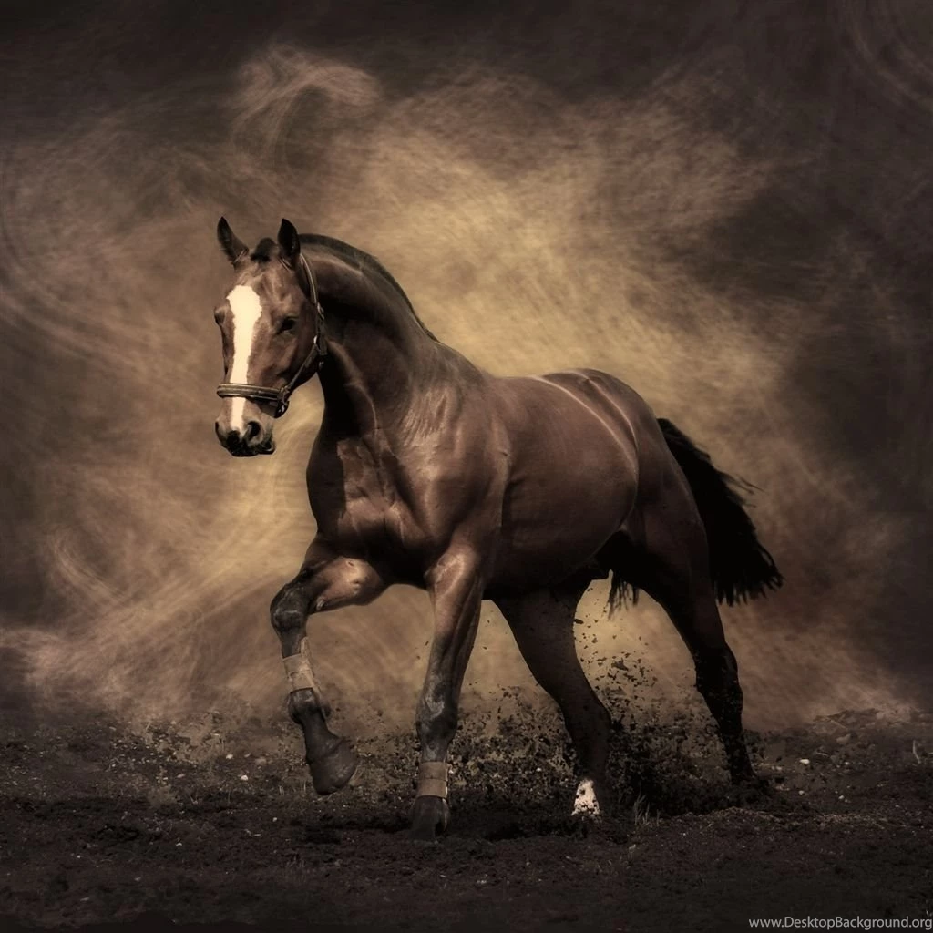 Iphone Horse Wallpapers