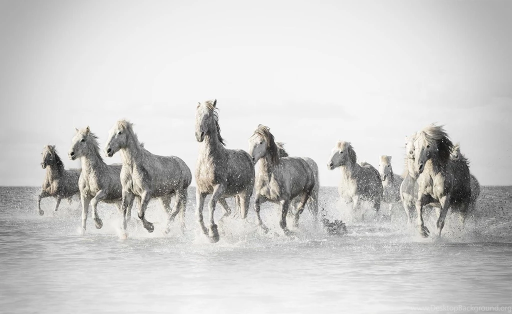 Running Horses Horse 2048 Horses High Quality Wallpapers ~ Horses ...