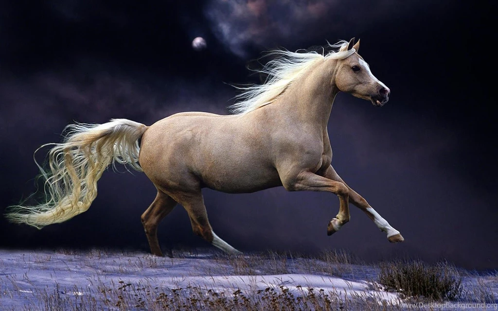Fast Running Brown Horse In The Winter ~ Trends Wallpapers