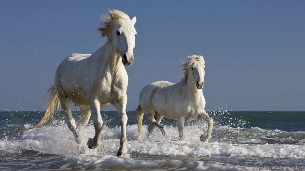 White, Surf, Horses, Running :: Wallpapers