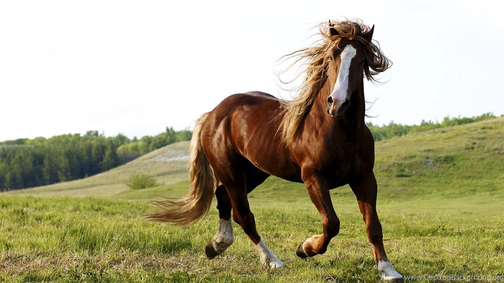 Horses Running In A Field Wallpaper.