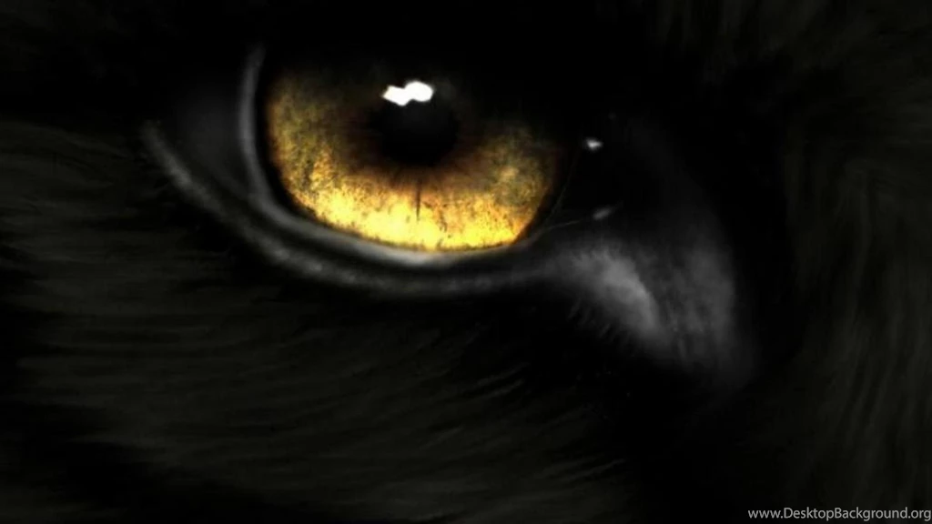 Black Wolf Eye Fire And Ice The Pack Wallpapers (