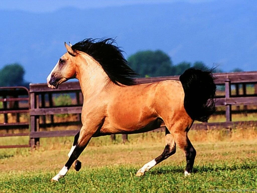 Lusitano Horse Wallpapers