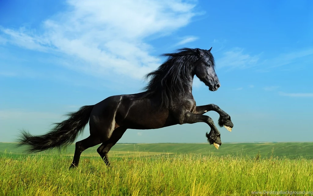 1920x1200px Black Stallion Horse Running