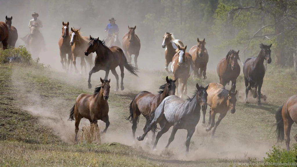 Horse Wallpapers