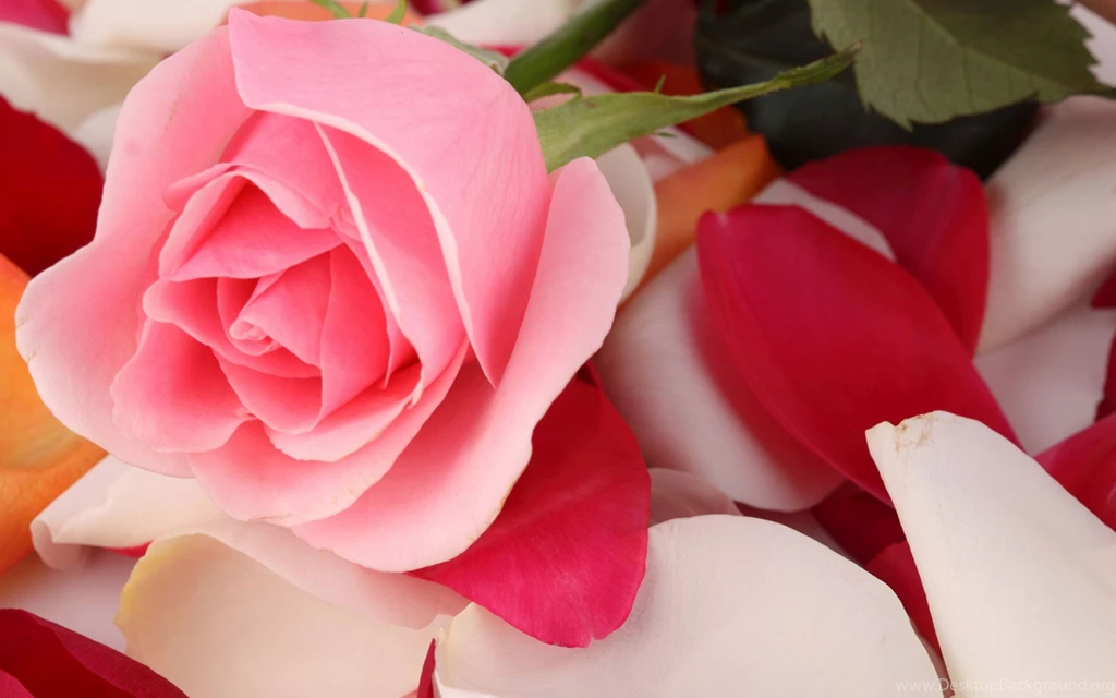 Flower Wallpapers