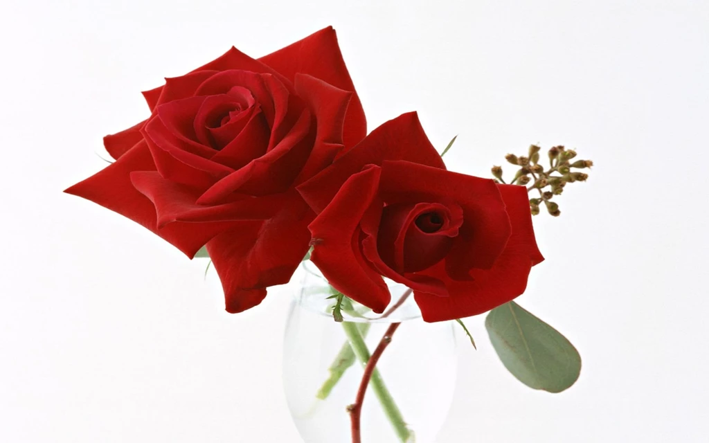 Flowers Wallpapers HD Wallpapers