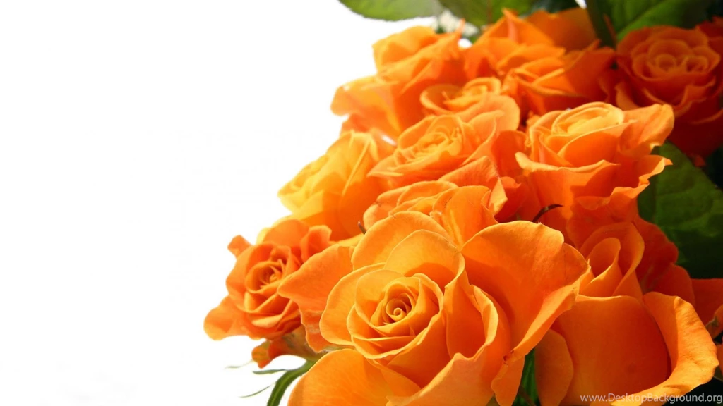 Flowers Rose Flower Hd Wallpapers   (