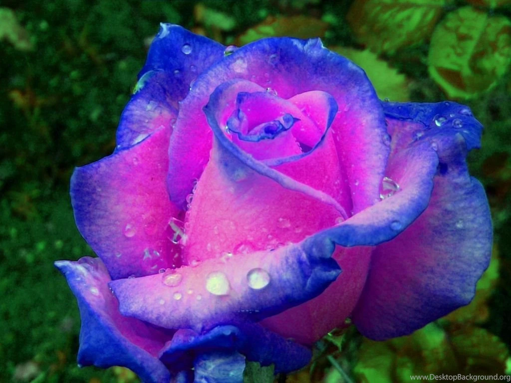 Wallpapers Hd Nature Flower Rose