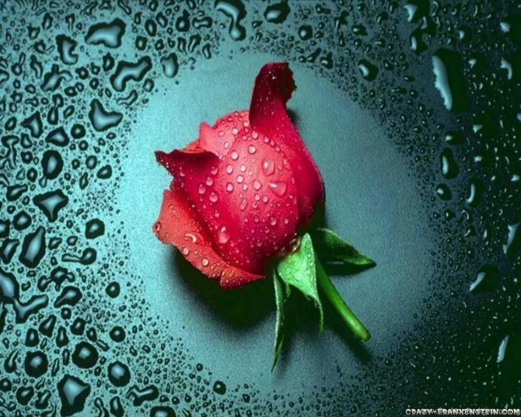 Wallpapers Rose Flowers HD Flower Photo Flower Photo