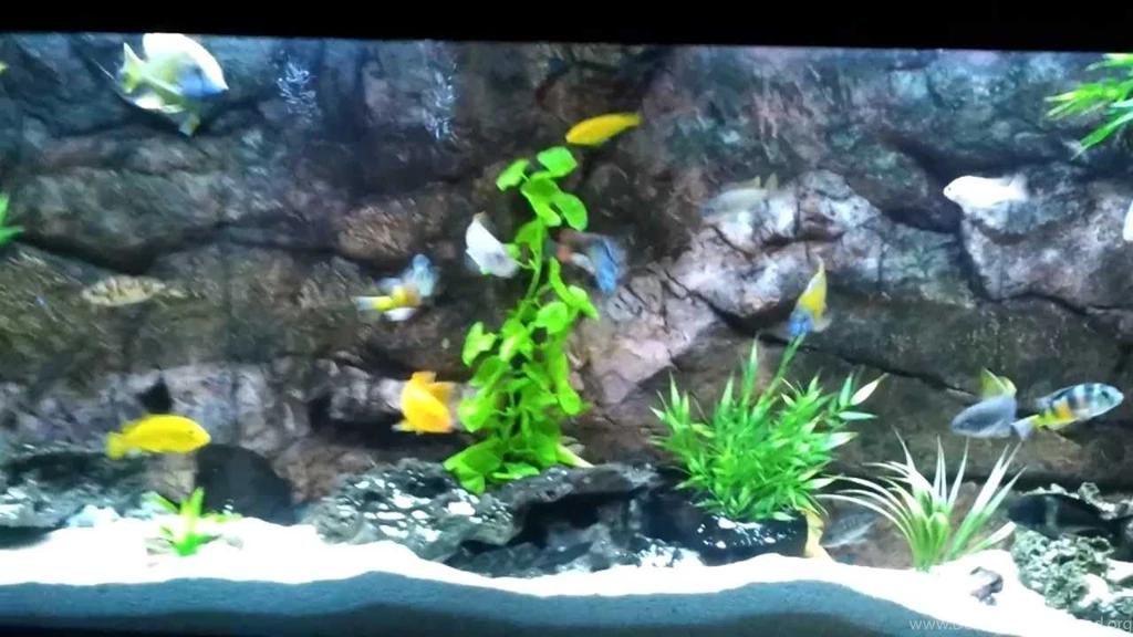 African Cichlids 90 Gal Aquarium 3d Backgrounds YouTube