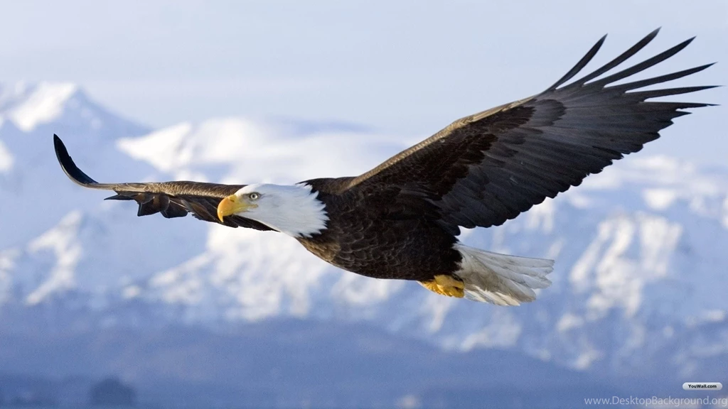 Bald eagle
