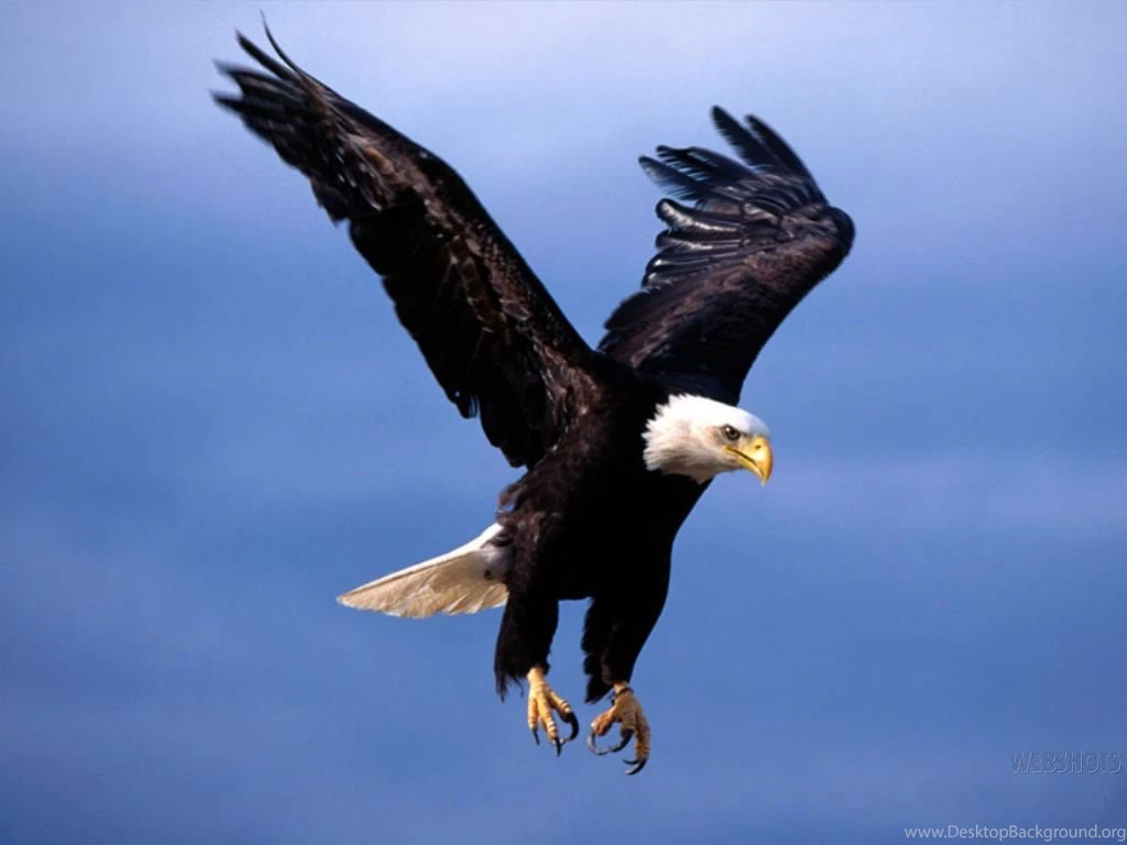 Eagle Birds 3d Hd Wallpapers