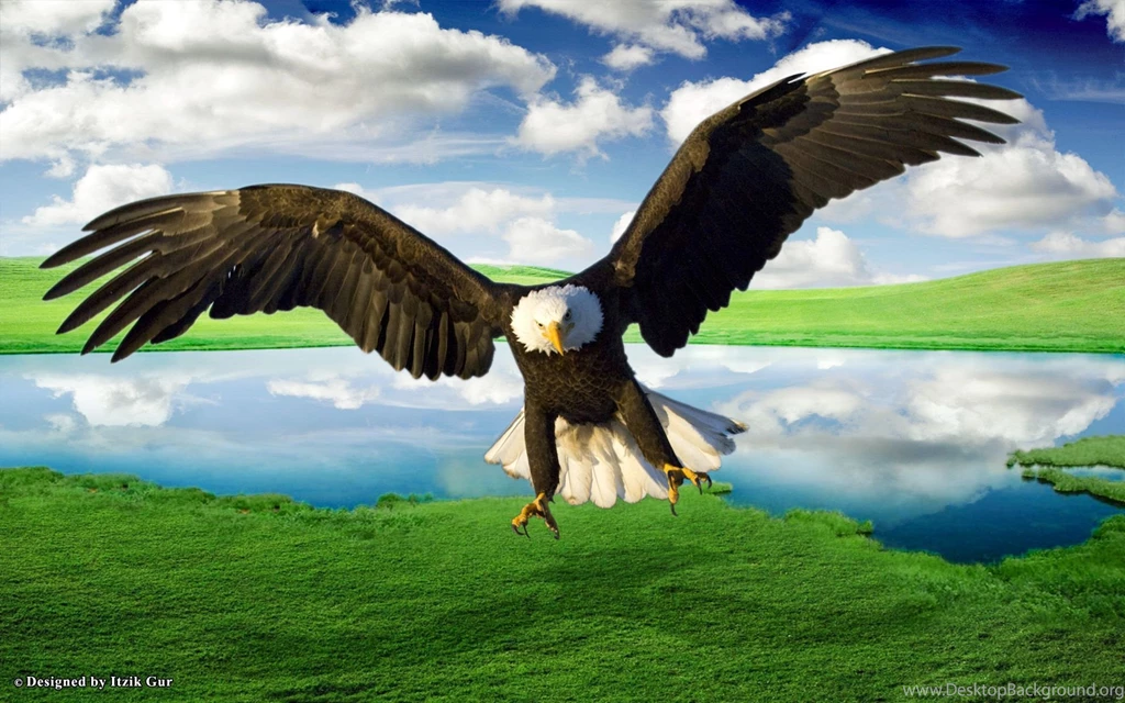 High Definition Eagle Wallpapers For Free Download