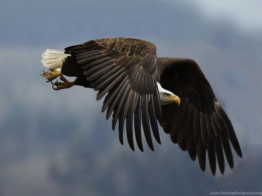 Eagle Desktop HD Wallpapers
