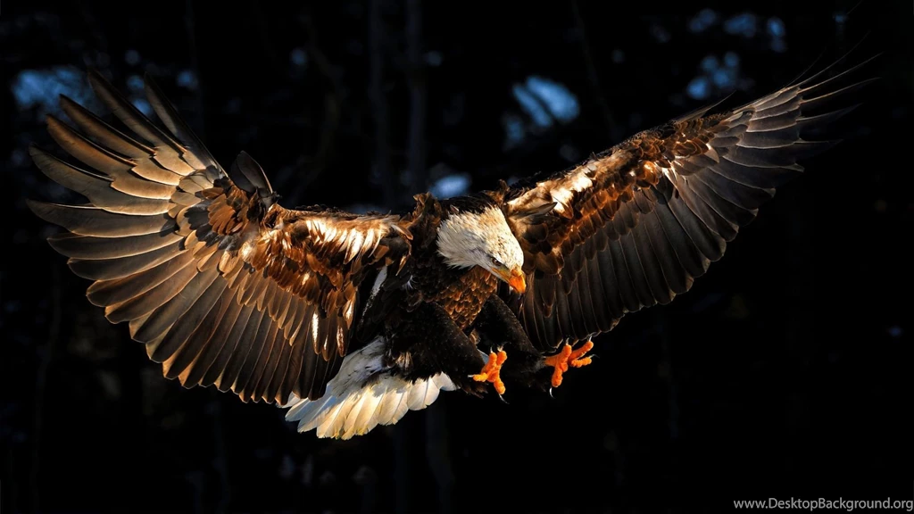 Eagle HD Wallpapers