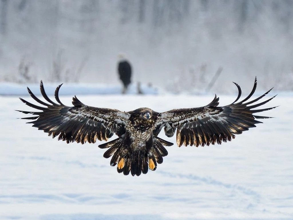 Eagles Wallpapers – Best Wallpapers For Eagles
