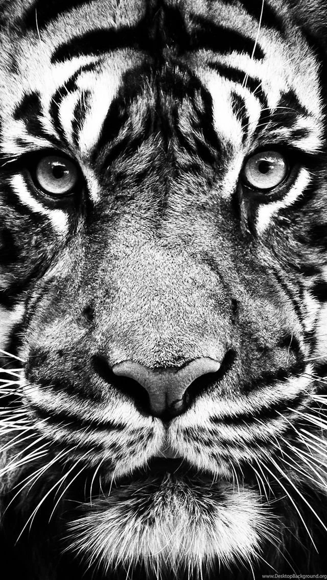 Tiger iPhone Amazing Wallpapers 2329   HD Wallpapers Site