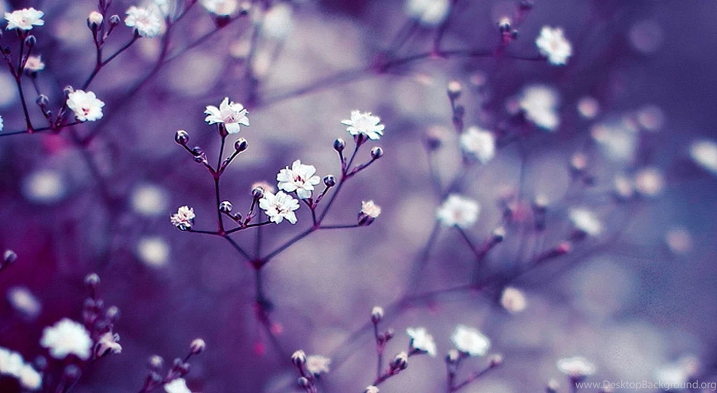 Spring Computer Wallpapers 4 Items