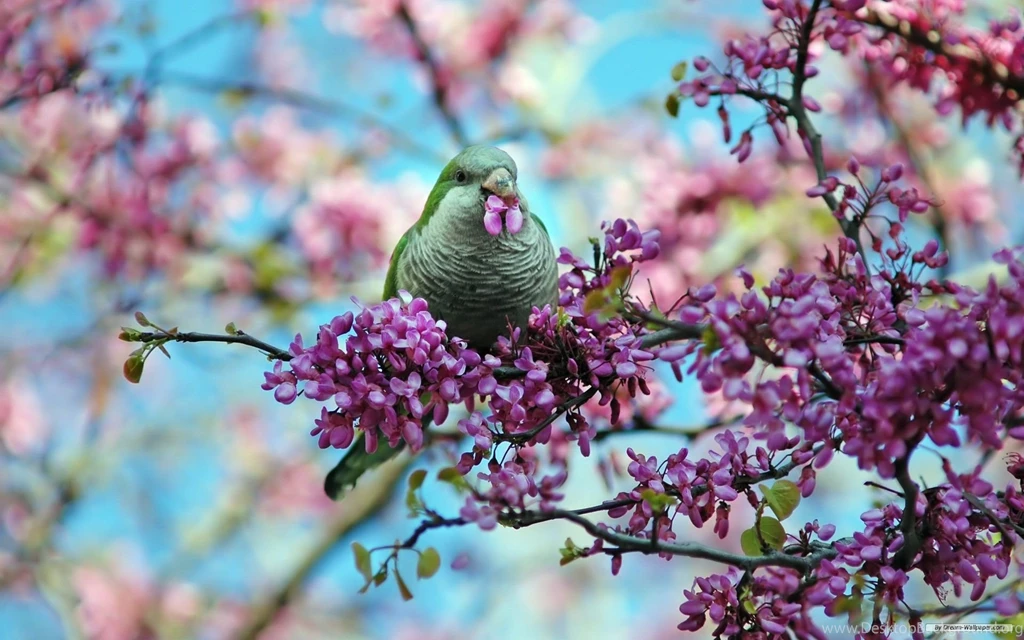 Free Wallpapers Free Animal Wallpapers Spring Flowers And Birds ...