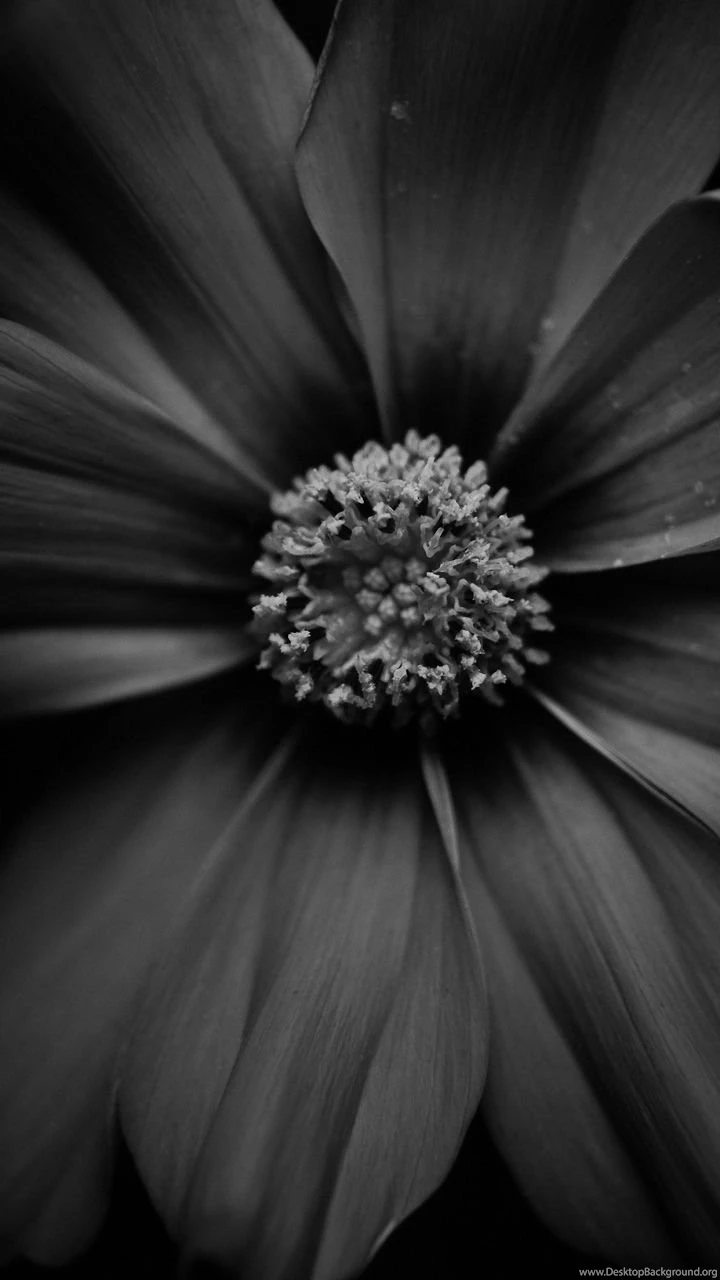 720x1280 Dark Gazania Lenovo Phones Wallpapers HD Mobile