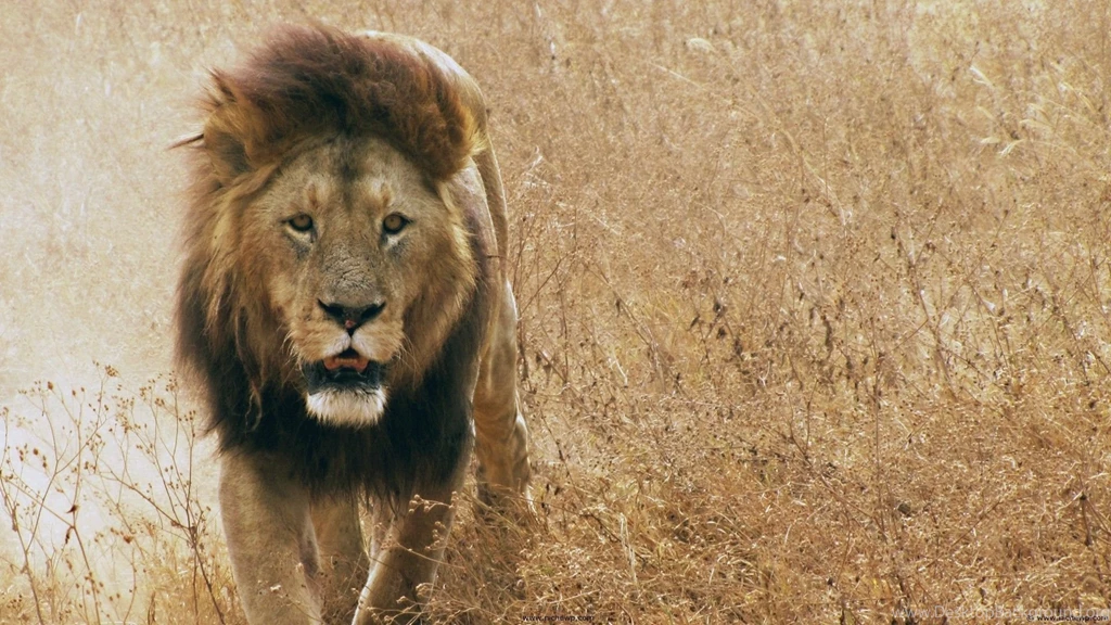 Lion hd wallpaper 006.jpg