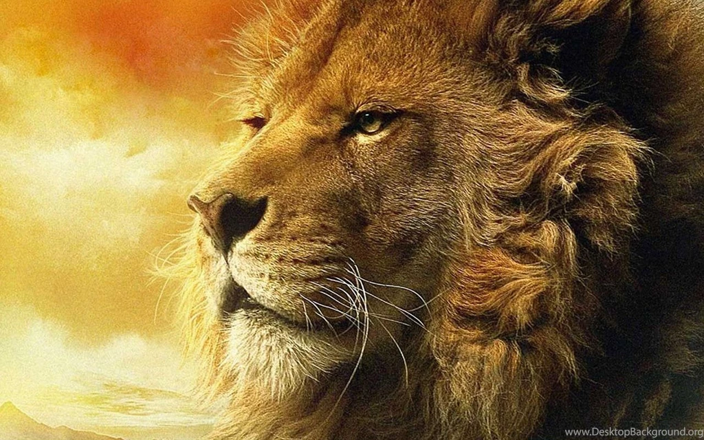 1280x800px Lion Hd Wallpapers For Desktop