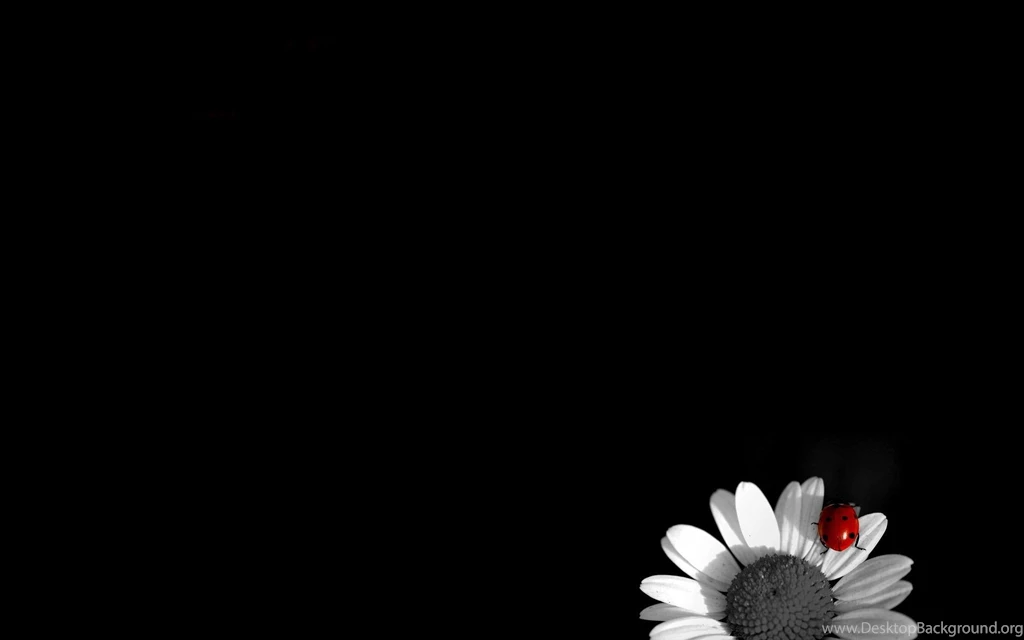 Desktop Wallpapers · Gallery · Computers · Daisy And Ladybug PC ...