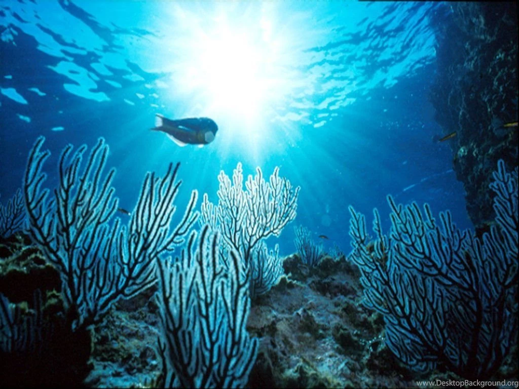 Free Underwater Wallpaper, Gif Images And Aminations