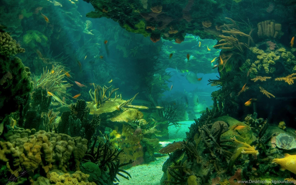 Sea Seabed Landscape Underwater Ocean Fish Photo Download >> HD ...