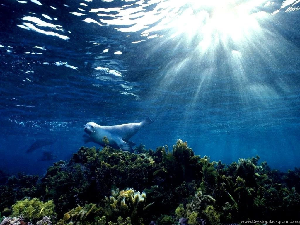 Underwater Ocean Light HD Backgrounds Wallpapers