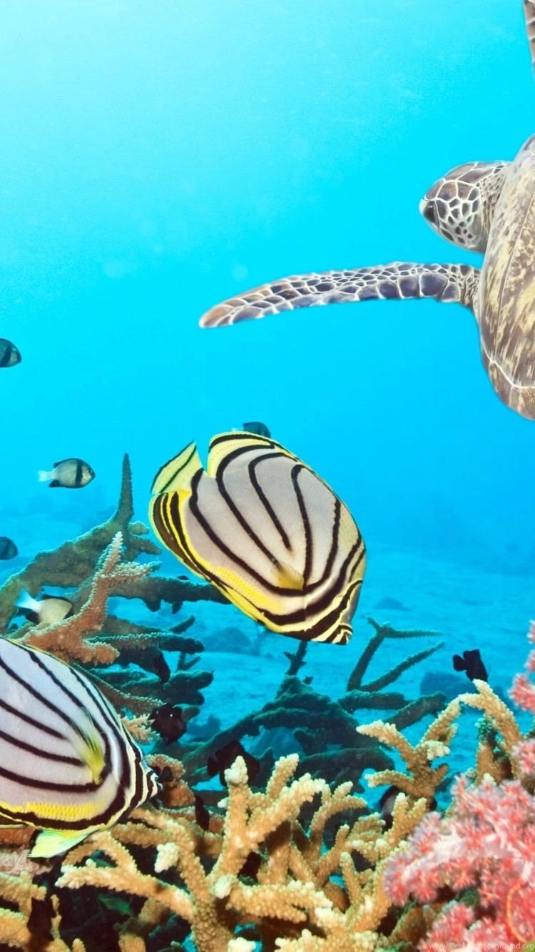 Download Wallpapers 750x1334 Turtle, Sea, Ocean, Underwater, Swim ...