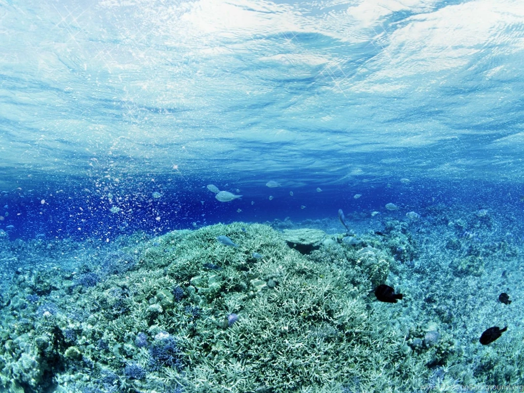 Under Water Wallpapers Wallpapers Cave